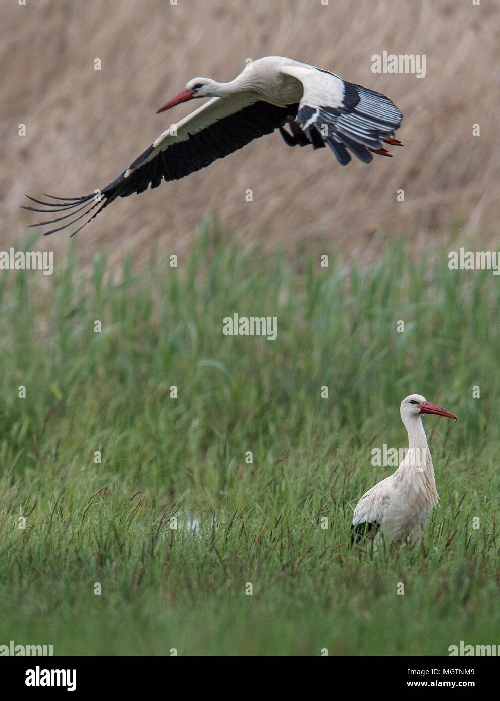 28 aprile 2018, Berkach, Germania: Una cicogna bianca decolla in direzione del suo nido e inietta un po' d'acqua. Mentre un partner è la cova e l'altro va in cerca di cibo nei prati umidi intorno a. Foto: Boris Roessler/dpa Foto Stock
