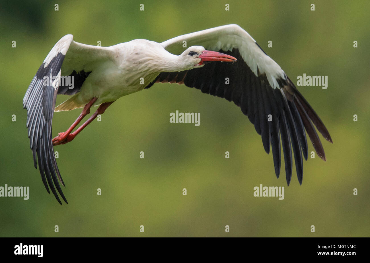 28 aprile 2018, Berkach, Germania: Una cicogna bianca decolla in direzione del suo nido e inietta un po' d'acqua. Mentre un partner è la cova e l'altro va in cerca di cibo nei prati umidi intorno a. Foto: Boris Roessler/dpa Foto Stock