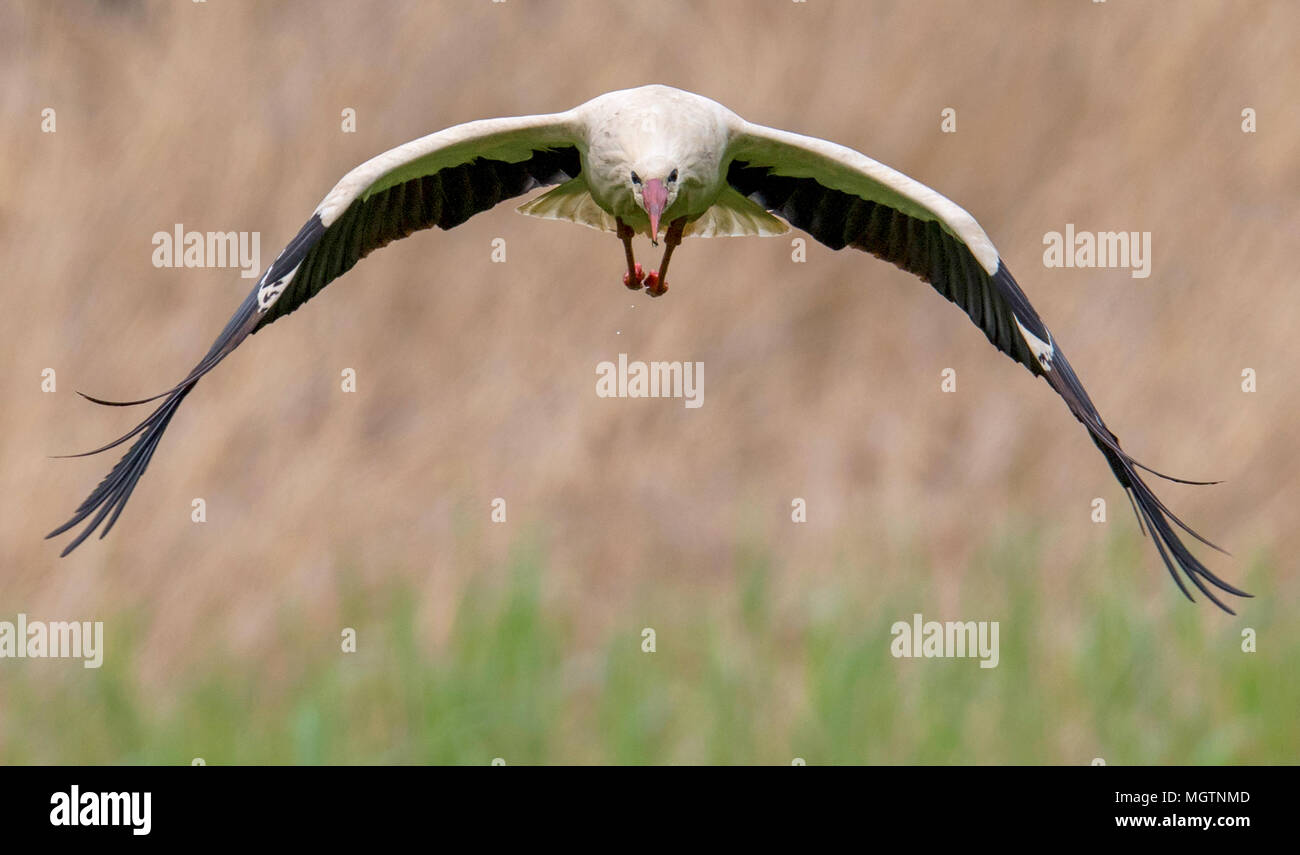 28 aprile 2018, Berkach, Germania: Una cicogna bianca decolla in direzione del suo nido e inietta un po' d'acqua. Mentre un partner è la cova e l'altro va in cerca di cibo nei prati umidi intorno a. Foto: Boris Roessler/dpa Foto Stock