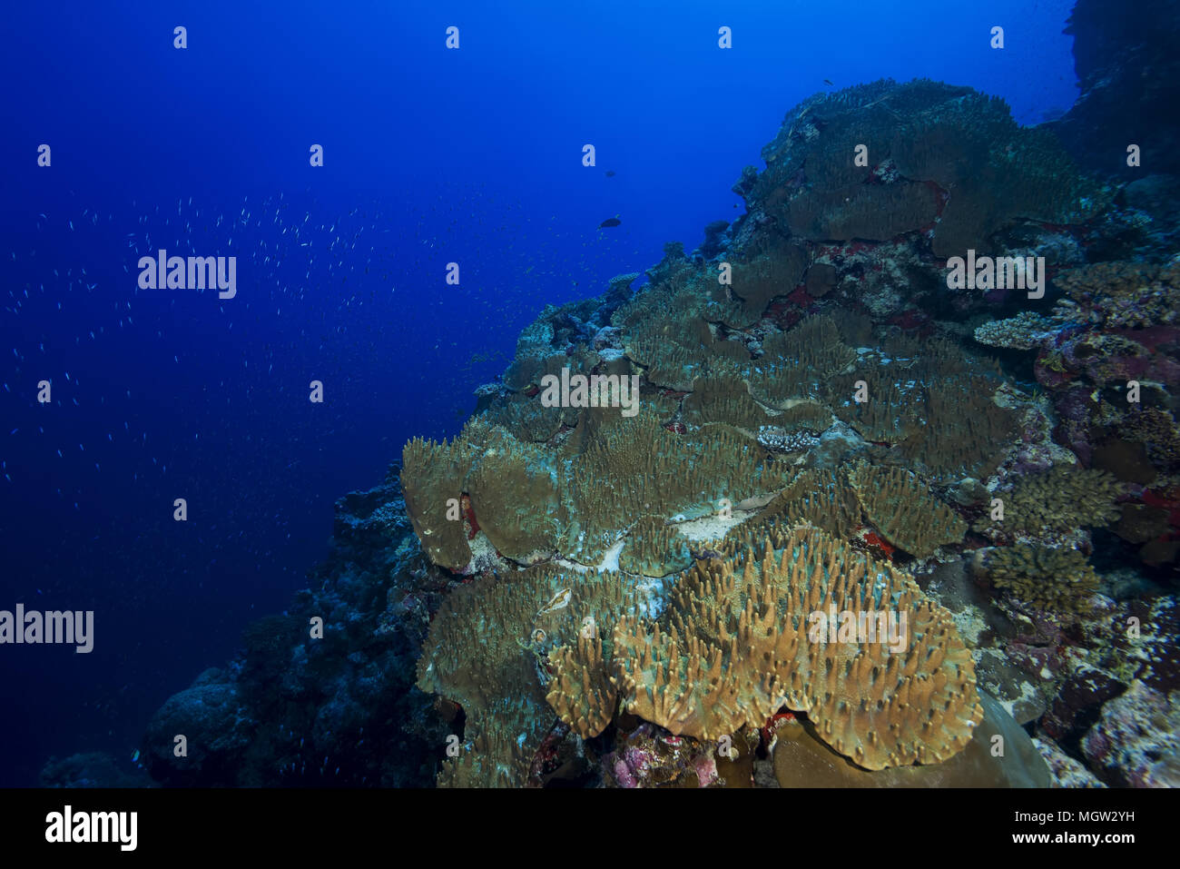 Coral reef con coralli molli - Pelle Coral (Sinularia gibberosa) Foto Stock