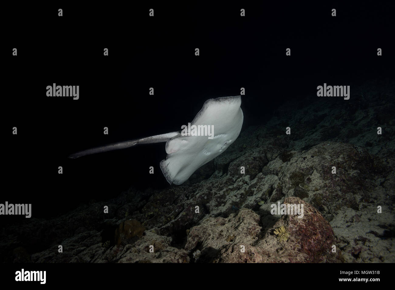 Round ribbontail ray (Taeniura meyeni) nuotare vicino reef nella notte Foto Stock