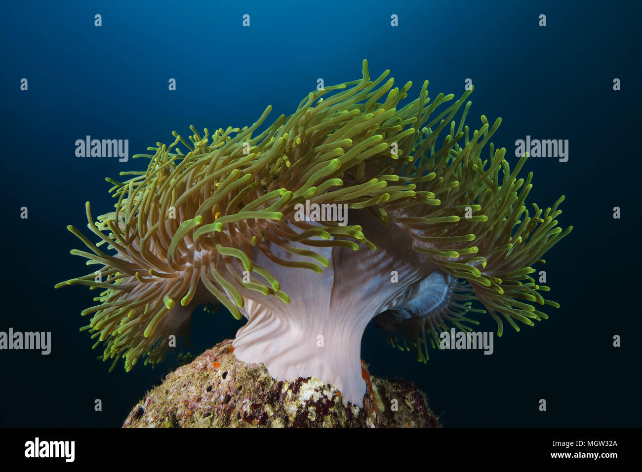 Magnifica anemone marittimo (Heteractis magnifica) Foto Stock