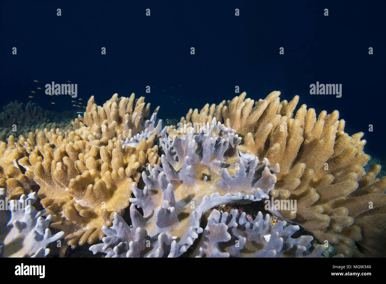 Soft Coral - Corallo pelle (Sinularia gibberosa) Foto Stock
