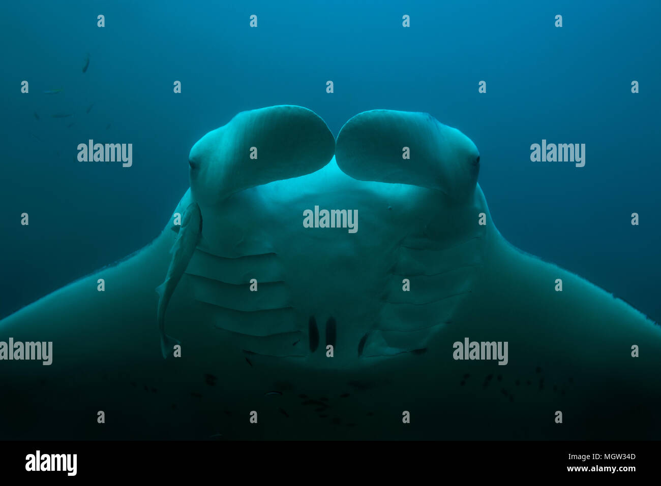 Ritratto del Reef Manta Ray (Mobula alfredi, Manta alfredi ) nuotare nelle acque blu Foto Stock