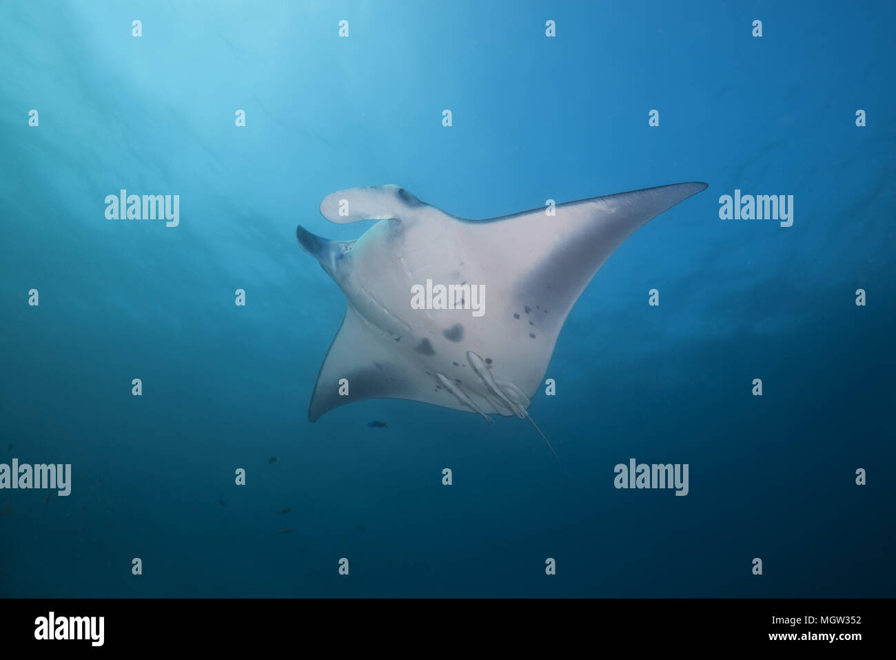 Reef Manta Ray (Mobula alfredi, Manta alfredi ) nuotare nelle acque blu Foto Stock