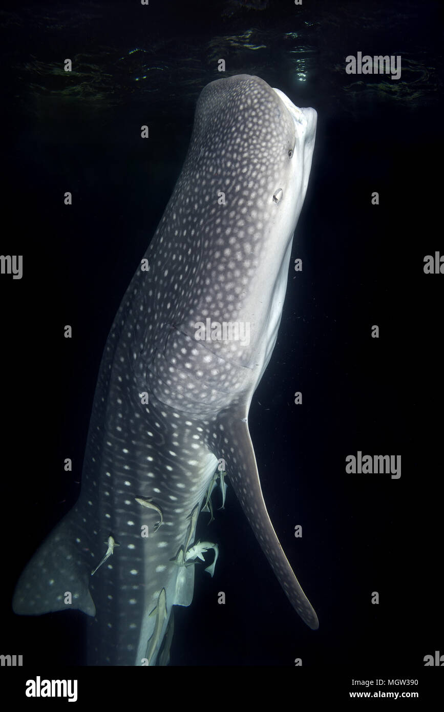 Ritratto di squalo balena (Rhincodon typus) filtro-plancton alimentazione nella notte Foto Stock