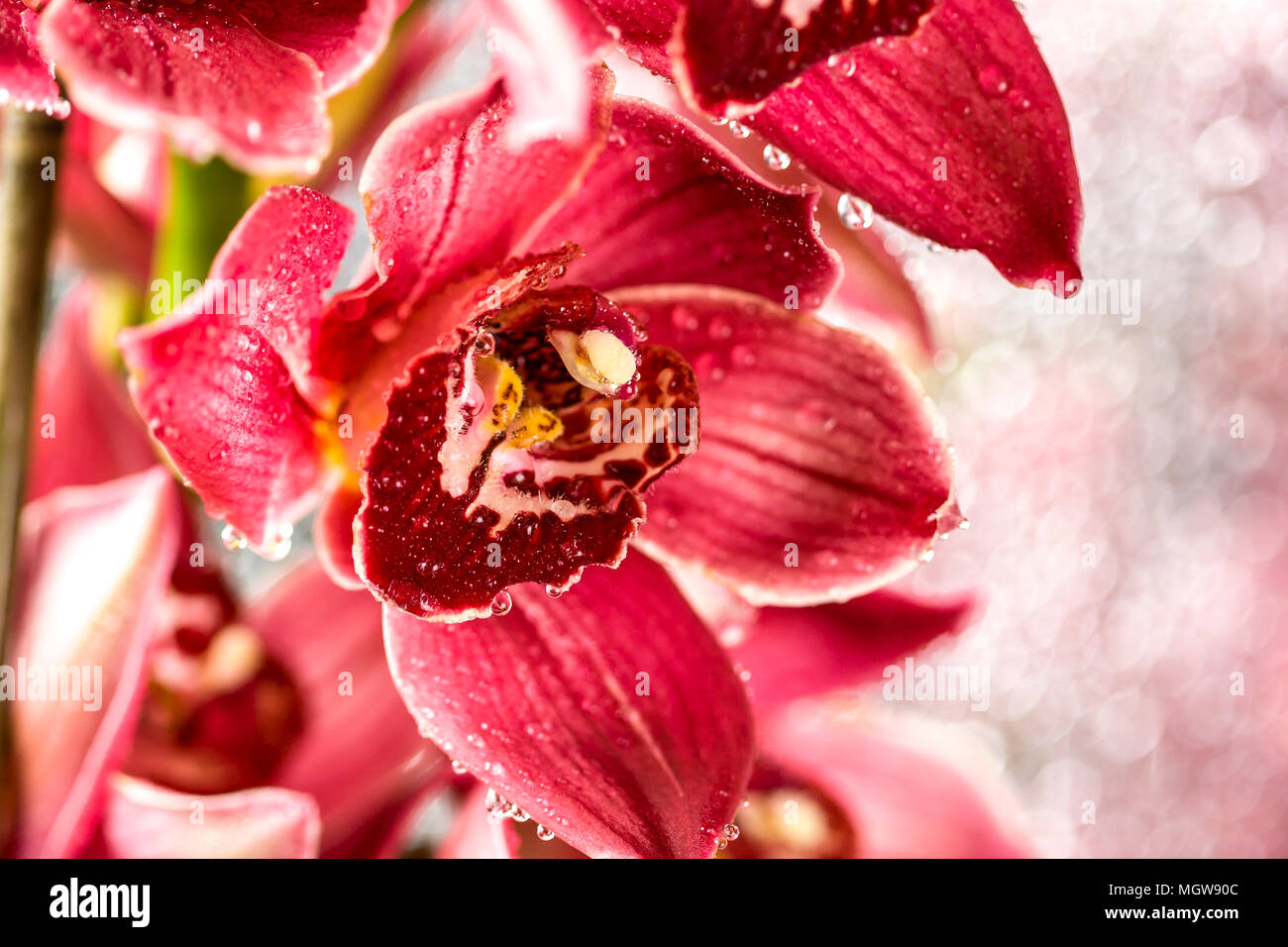 Cymbidium o barca orchid, è un genere di 52 specie sempreverdi del orchid famiglia Orchidaceae Foto Stock