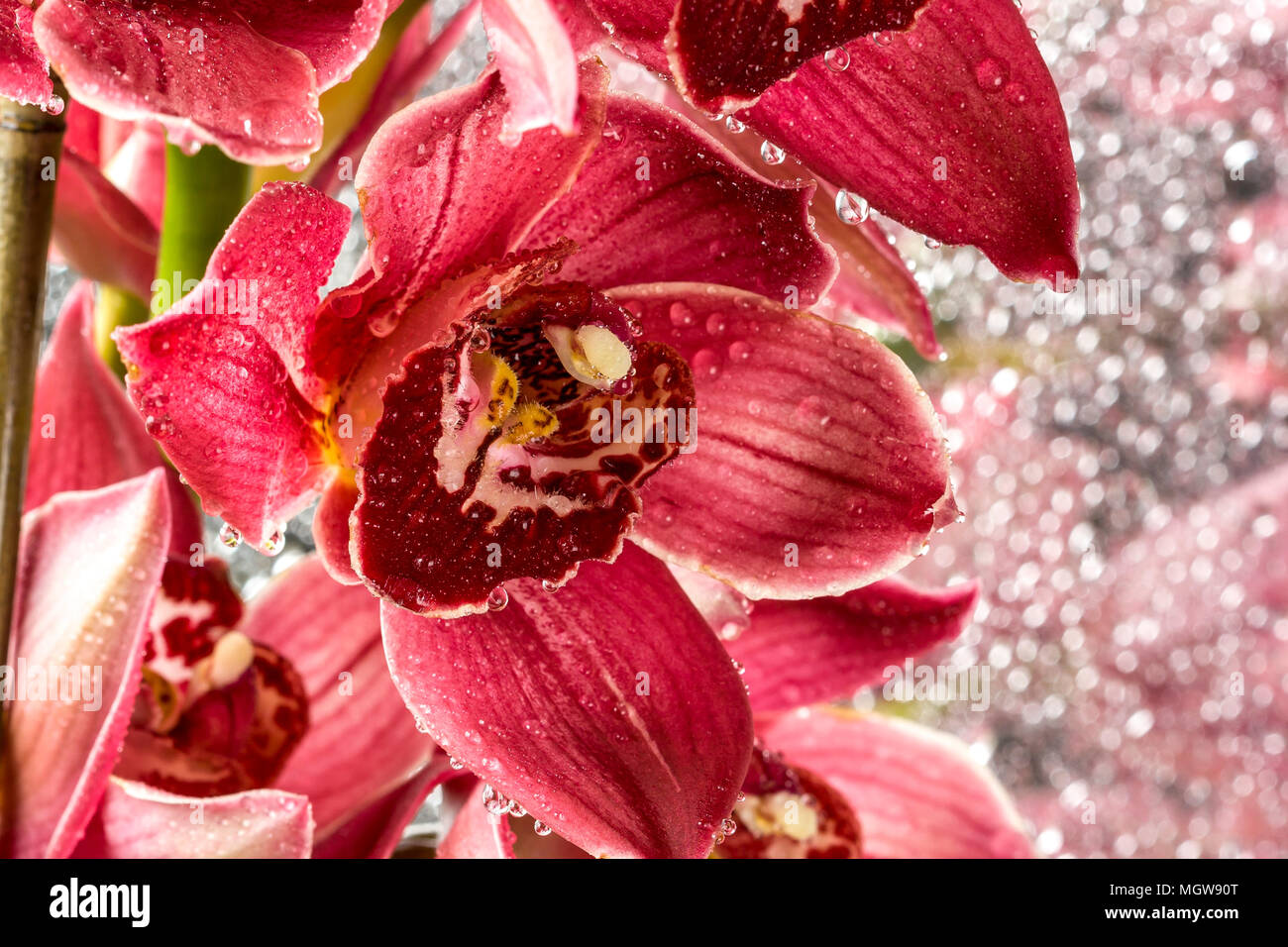 Cymbidium o barca orchid, è un genere di 52 specie sempreverdi del orchid famiglia Orchidaceae Foto Stock