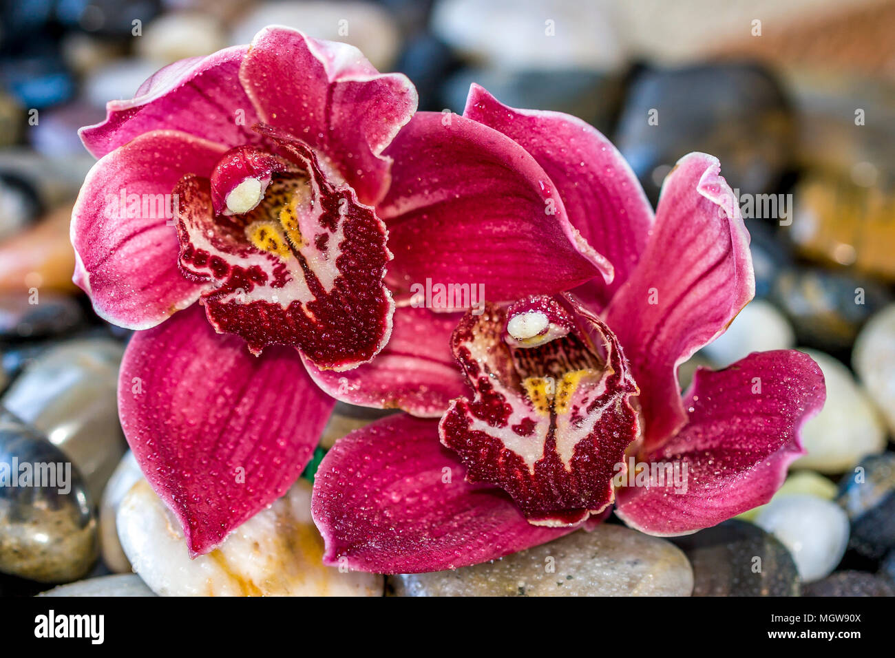 Cymbidium o barca orchid, è un genere di 52 specie sempreverdi del orchid famiglia Orchidaceae Foto Stock