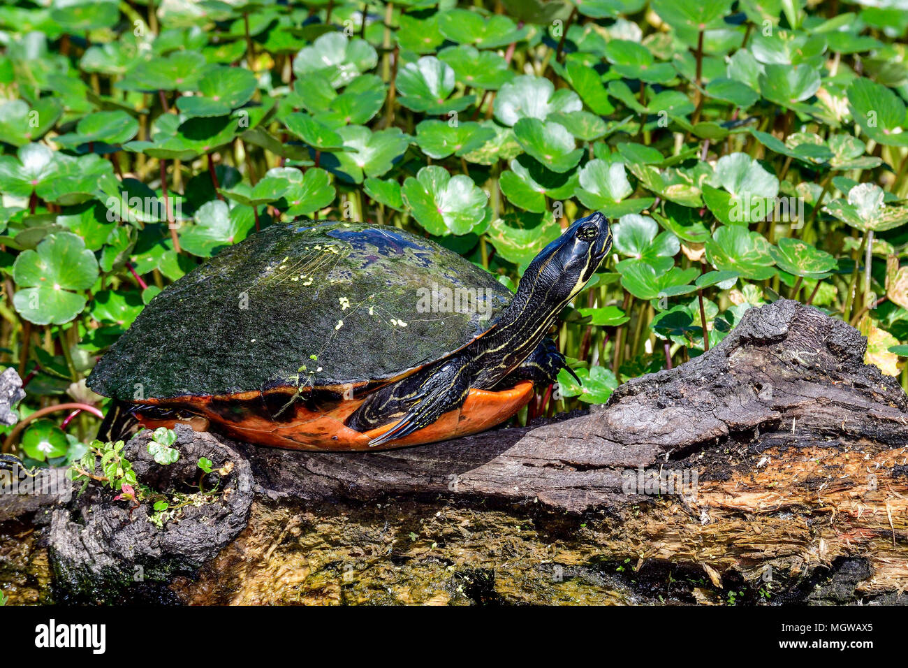 Florida Redbelly Cooter Foto Stock