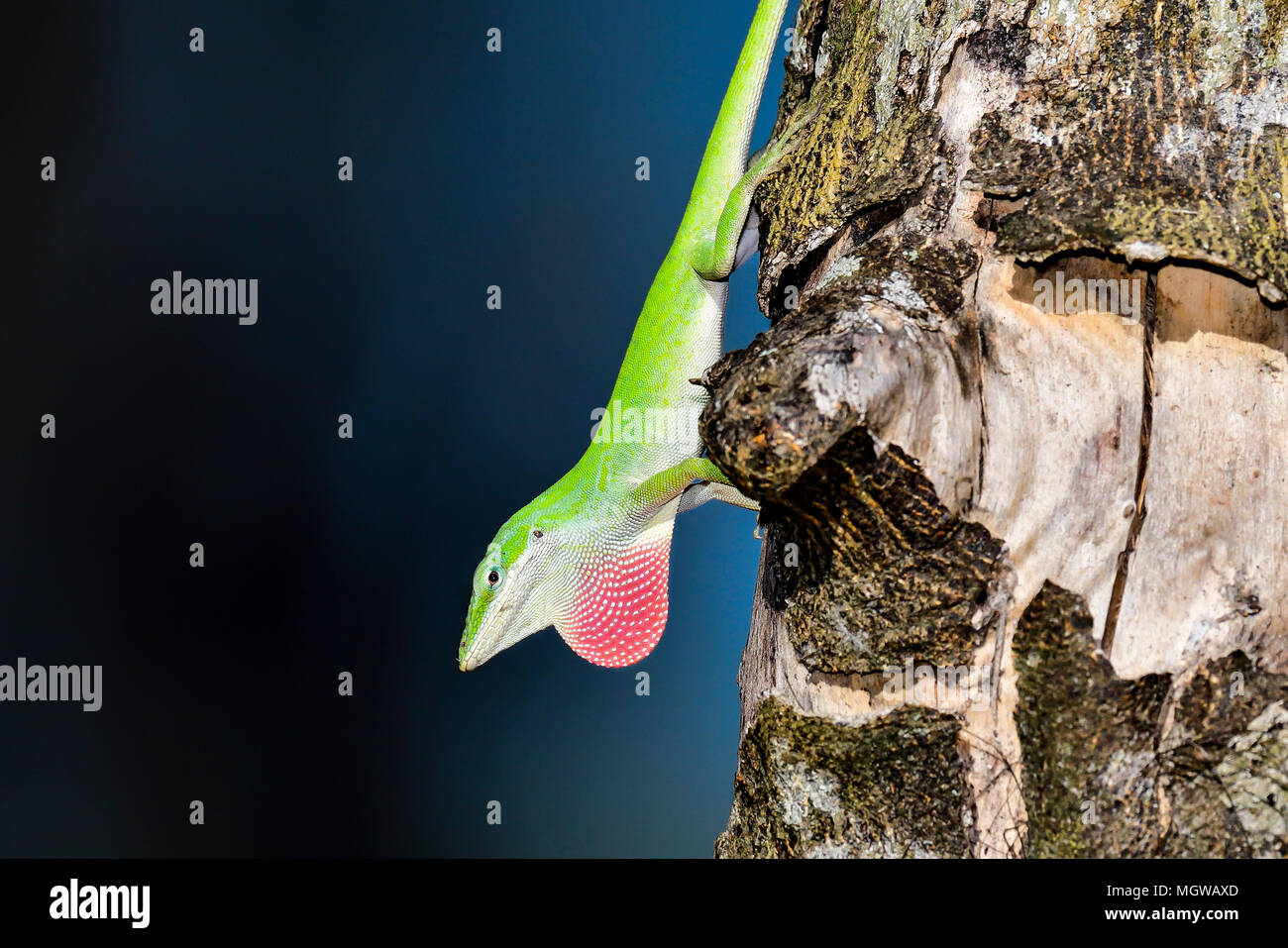 "Possiedo questo albero..." Foto Stock