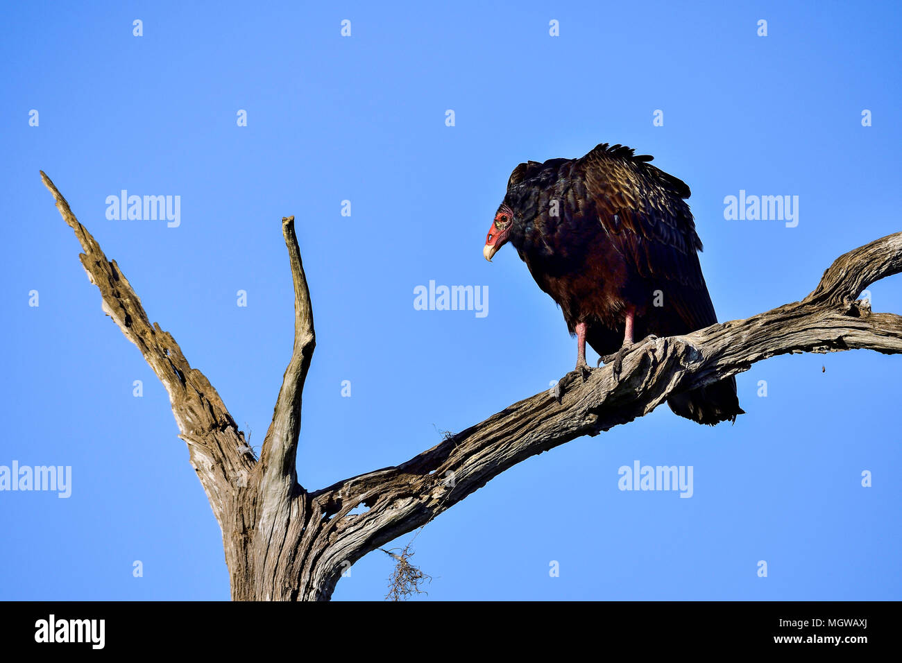 Vulture riscaldamento fino al sole del mattino Foto Stock