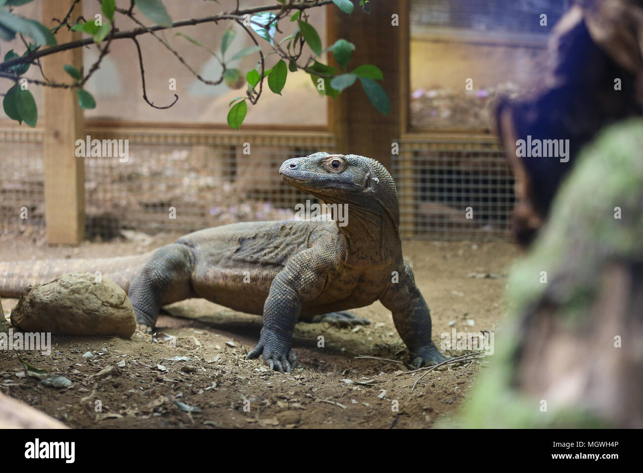 Lemuri e scimmie scoiattolo cacciare per la colorata cartapesta uova appesi in tutto il loro contenitore, riempito con gustosi snack. Drago di Komodo Ganas dà la caccia per le sue deliziose uova fresche nascosto nel Attenborough Komodo dragon House. Dotato di: drago di Komodo Ganas dove: Londra, Regno Unito quando: 29 Mar 2018 Credit: Dinendra Haria/WENN Foto Stock