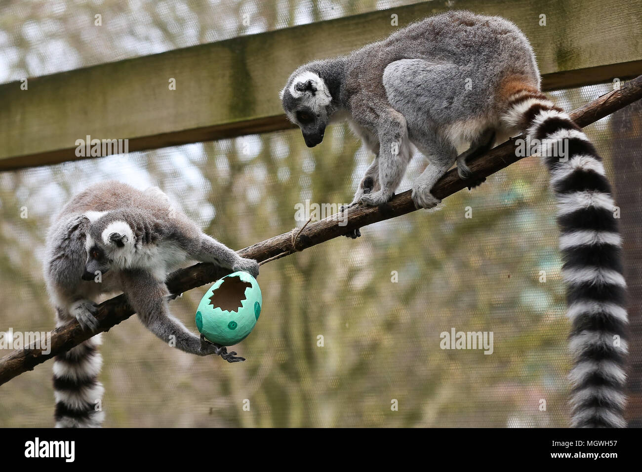 Lemuri e scimmie scoiattolo cacciare per la colorata cartapesta uova appesi in tutto il loro contenitore, riempito con gustosi snack. Drago di Komodo Ganas dà la caccia per le sue deliziose uova fresche nascosto nel Attenborough Komodo dragon House. Dotato di: lemuri dove: Londra, Regno Unito quando: 29 Mar 2018 Credit: Dinendra Haria/WENN Foto Stock