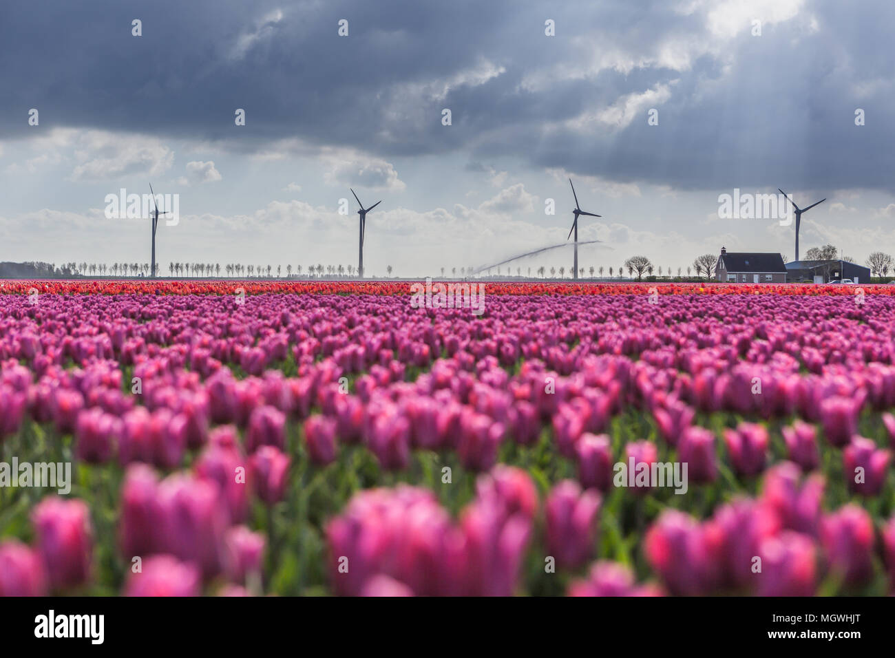 I campi colorati di tulipani in fiore telai le turbine eoliche in campagna. De Rijp Alkmaar North Holland Europa Foto Stock