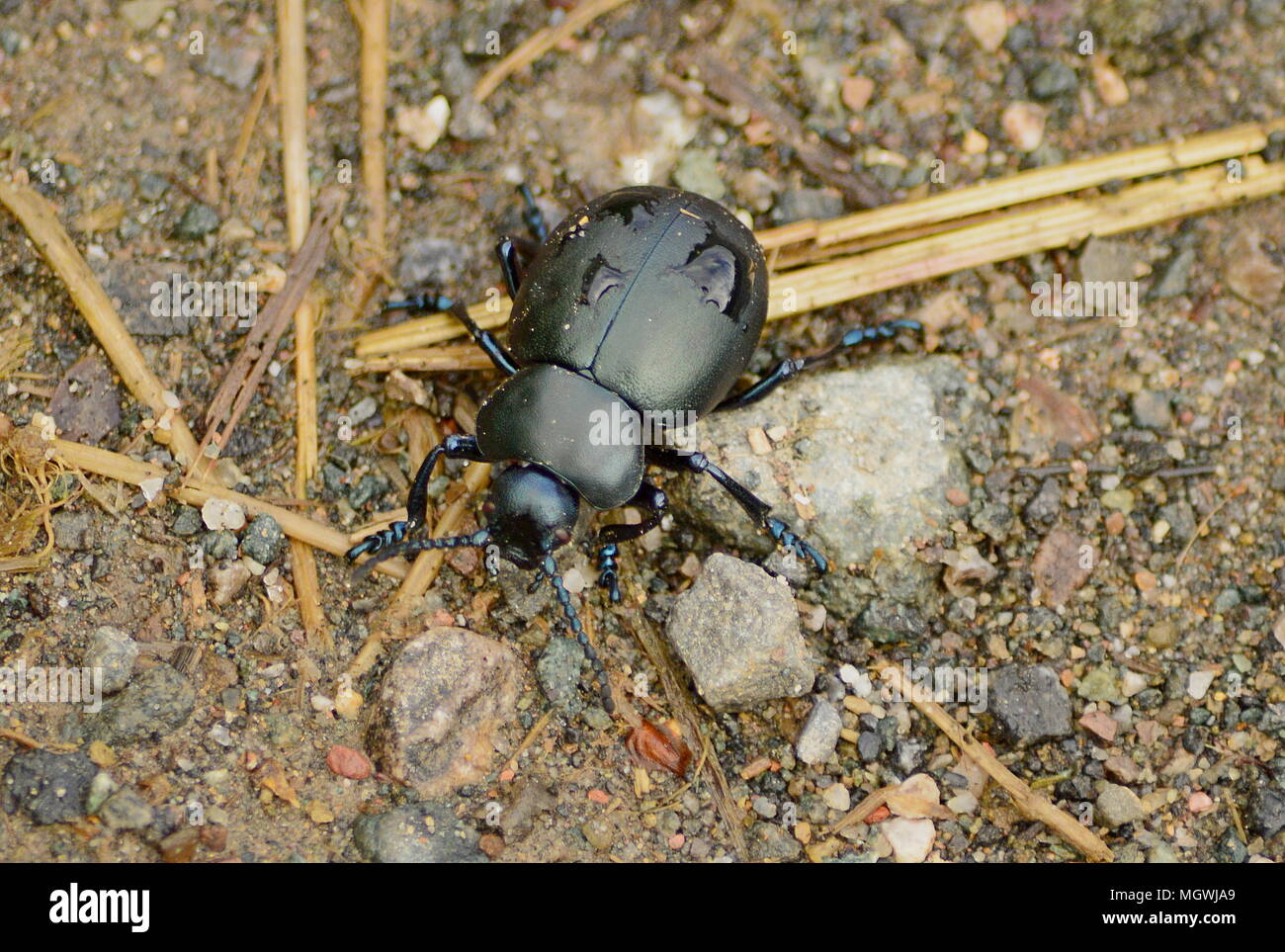 Becchi sanguinosa Beetle Foto Stock