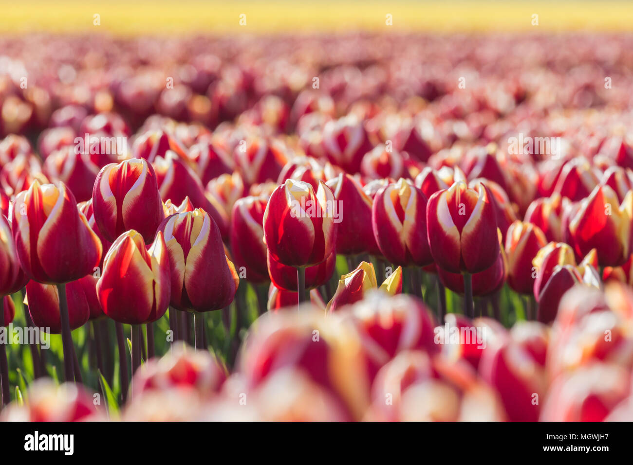 Il bianco e il rosso tulipani e nuvole nel cielo. Yersekendam, Provincia di Zeeland, Paesi Bassi. Foto Stock