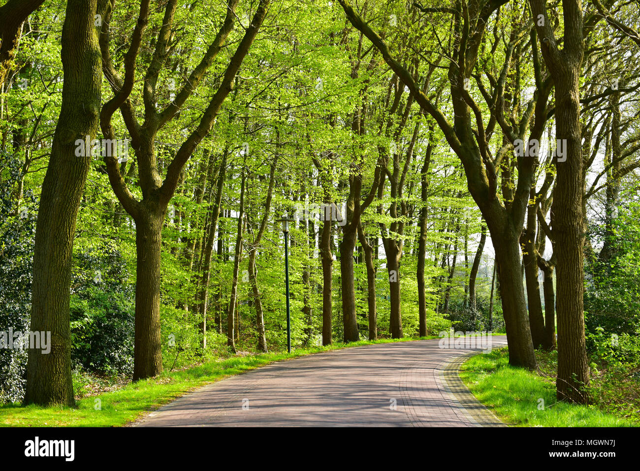 Lane con alberi di quercia Foto Stock