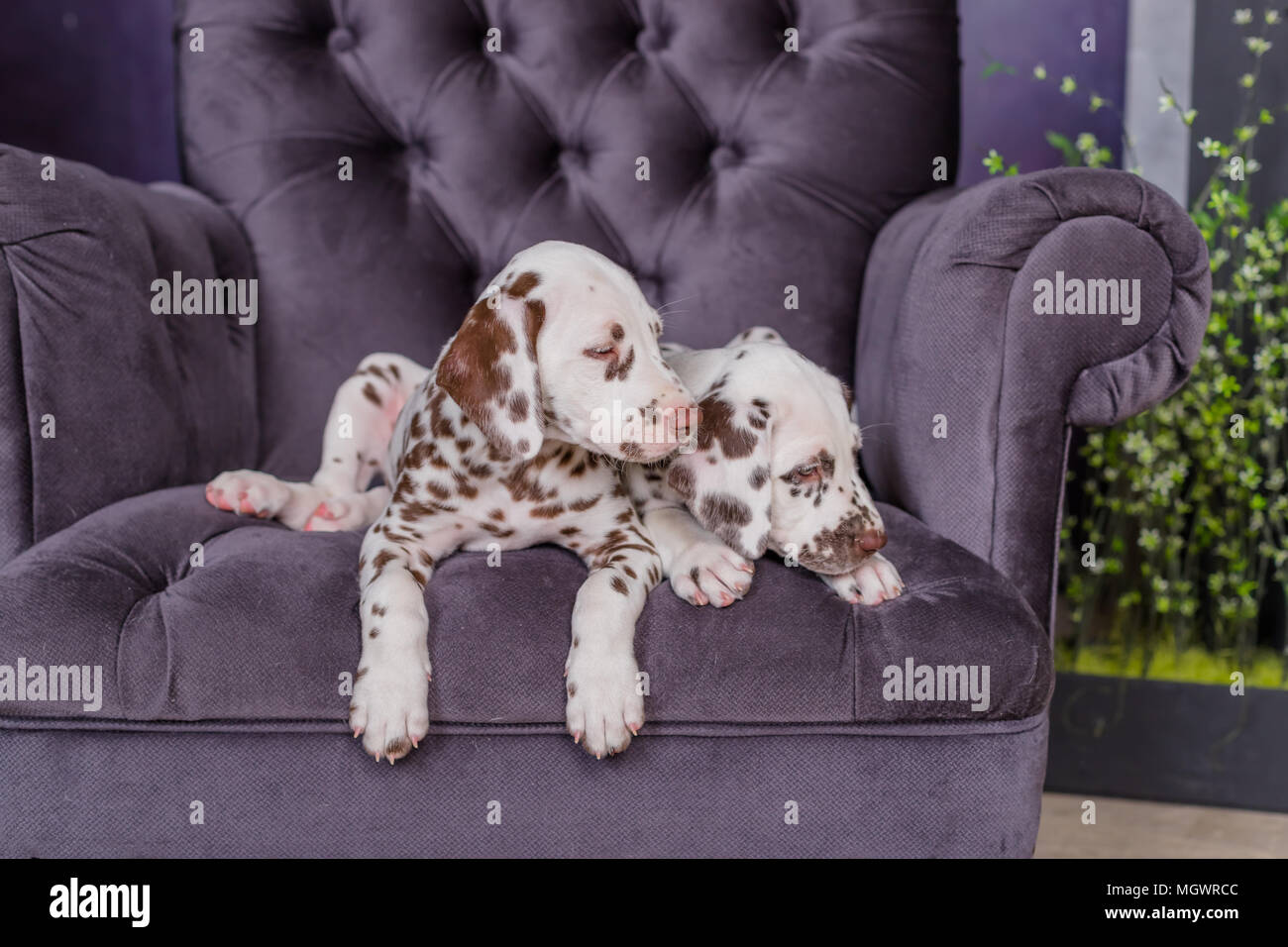 Due adorabili cuccioli dalmata su una sedia idoors Foto Stock