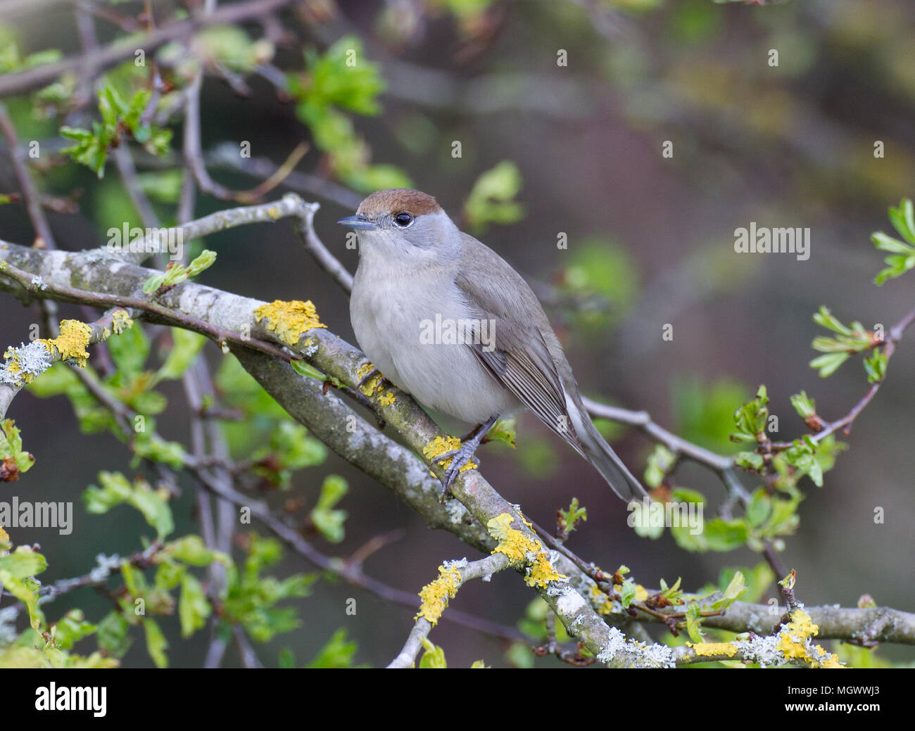 Capinera femmina, Sylvia atricapilla, su un ramo, Wales, Regno Unito Foto Stock