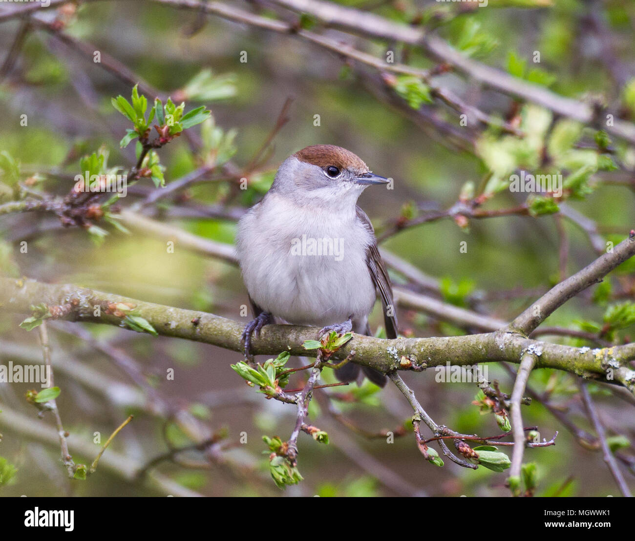 Capinera femmina, Sylvia atricapilla, su un ramo, Wales, Regno Unito Foto Stock