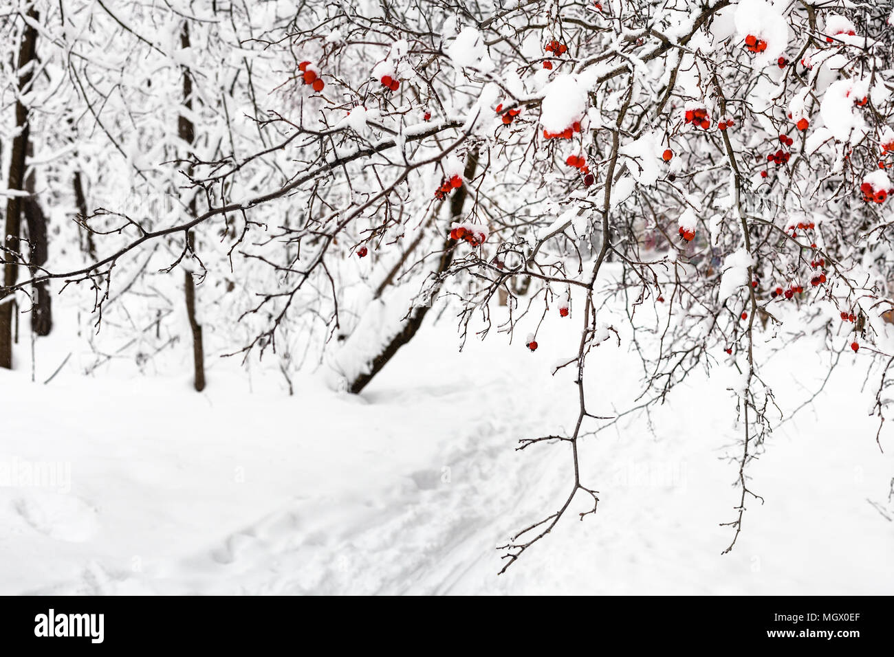 Congelati Albero di biancospino sul percorso nella foresta di Timiryazevskiy park della città di Mosca in nuvoloso giorno di inverno Foto Stock