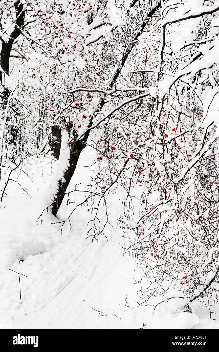 Snowy Albero di biancospino sul percorso nella foresta di Timiryazevskiy park della città di Mosca in nuvoloso giorno di inverno Foto Stock