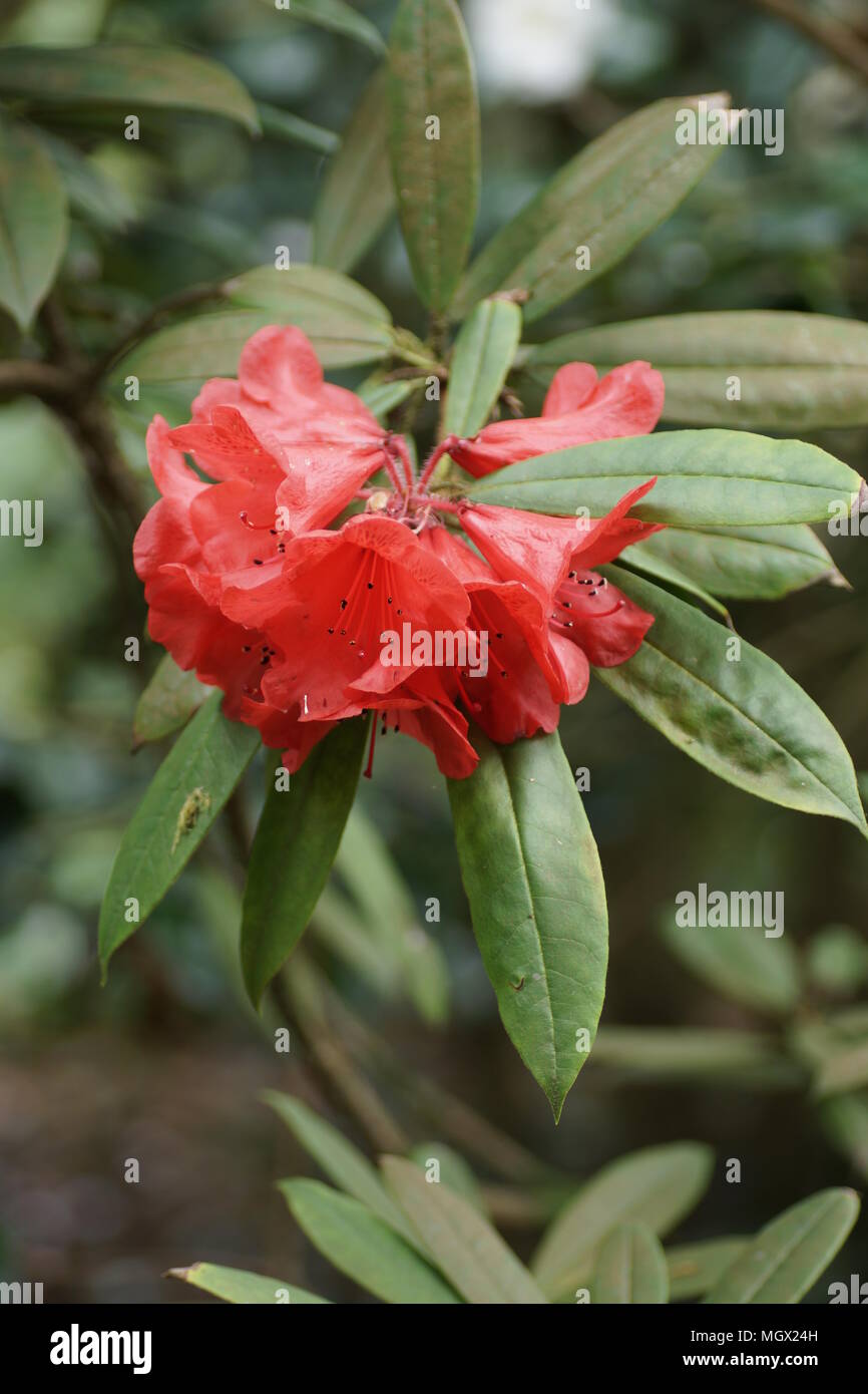 Rhododendron 'Matador' Foto Stock
