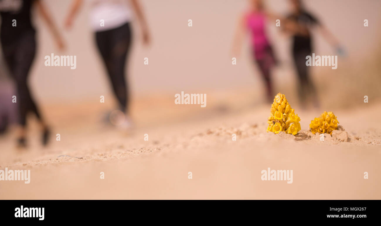 Giallo o deserto Succhiamele prataiolo (Cistanche tubulosa) fioritura nel deserto. Questo impianto è un elemento parassita della famiglia Succhiamele prataiolo. Foto Stock