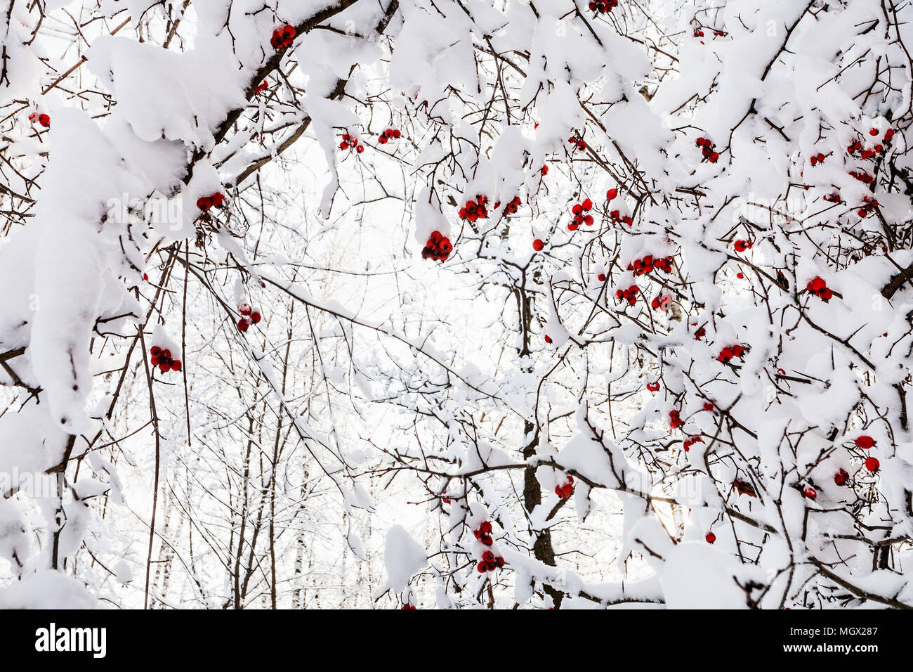 Snowy a rami di alberi con congelati mature biancospino bacche di Timiryazevskiy Forest park della città di Mosca in inverno pieno di sole al mattino Foto Stock