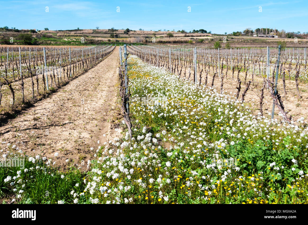 Vigne in crescita nel Herault, regione a sud della Francia. Erba e fiori ha permesso di crescere tra ogni terza fila di vitigni per risparmiare acqua nel suolo. Foto Stock