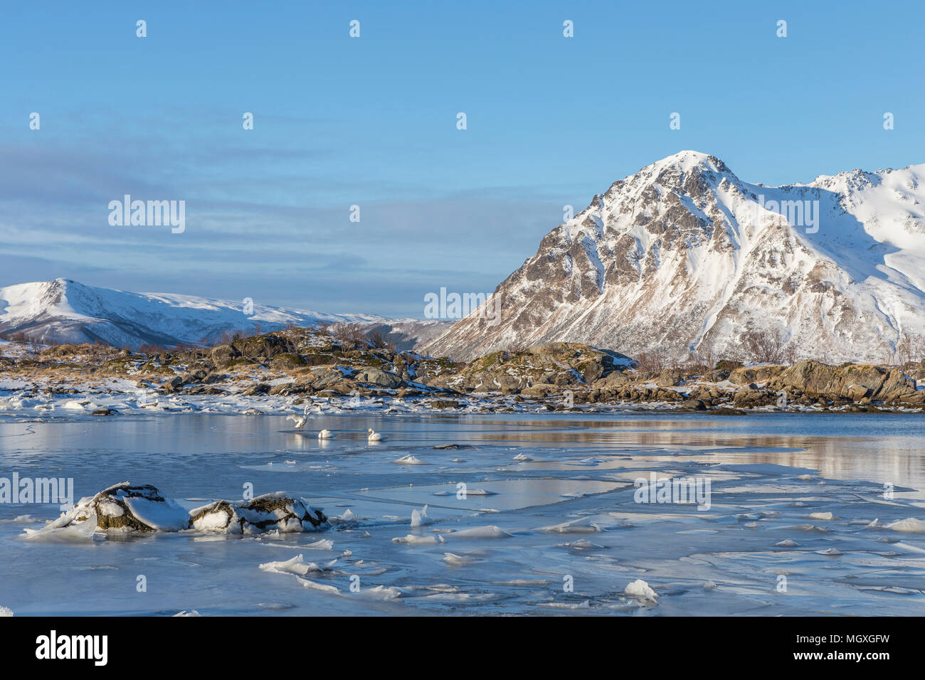 Gruppo di cigni diffondere le loro ali in un semi-lago ghiacciato. Paesaggio invernale in Vestvagoy, Lofoten, Norvegia Foto Stock