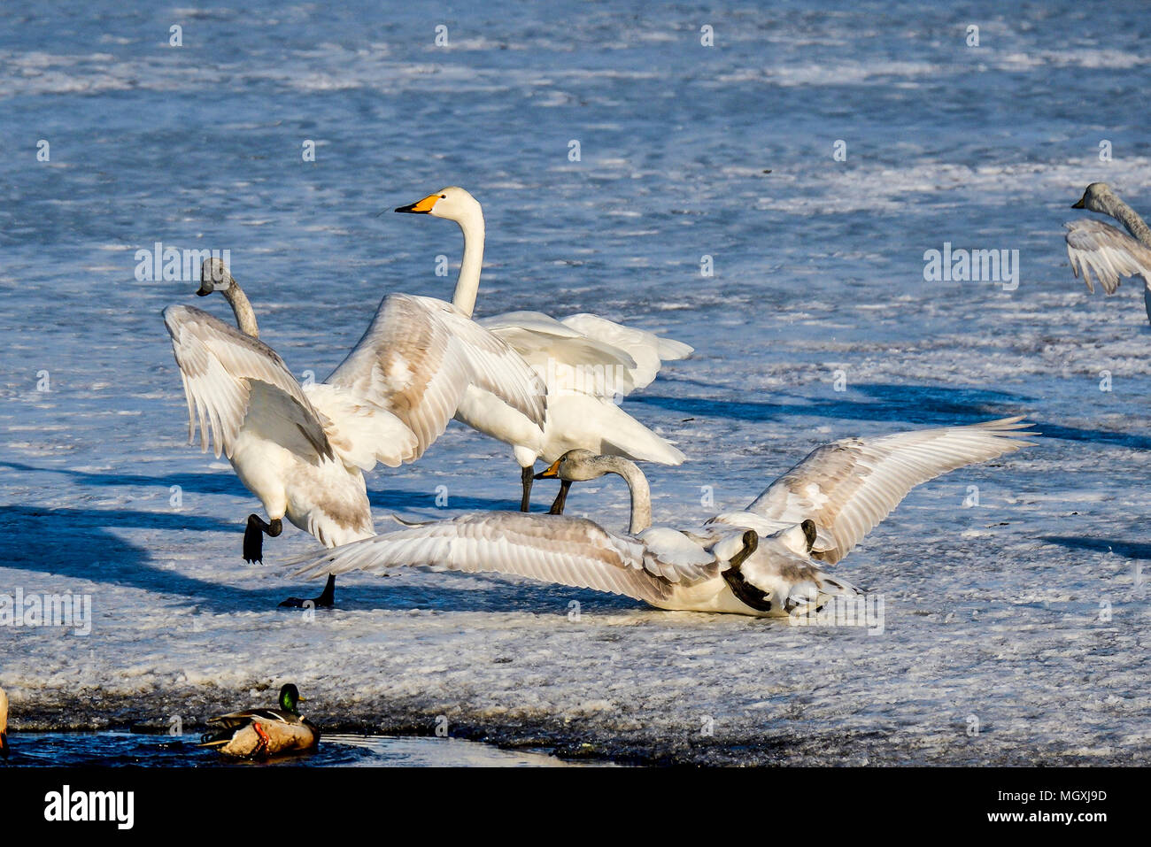 Lo sbarco non è sempre facile. Foto Stock