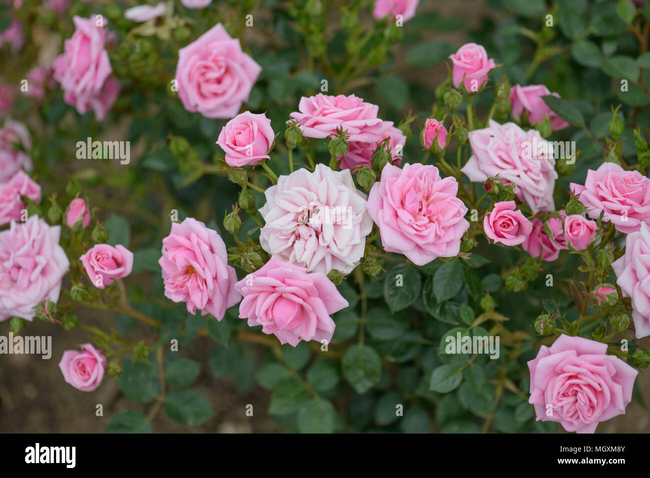 Diamante rosa auguri Foto Stock