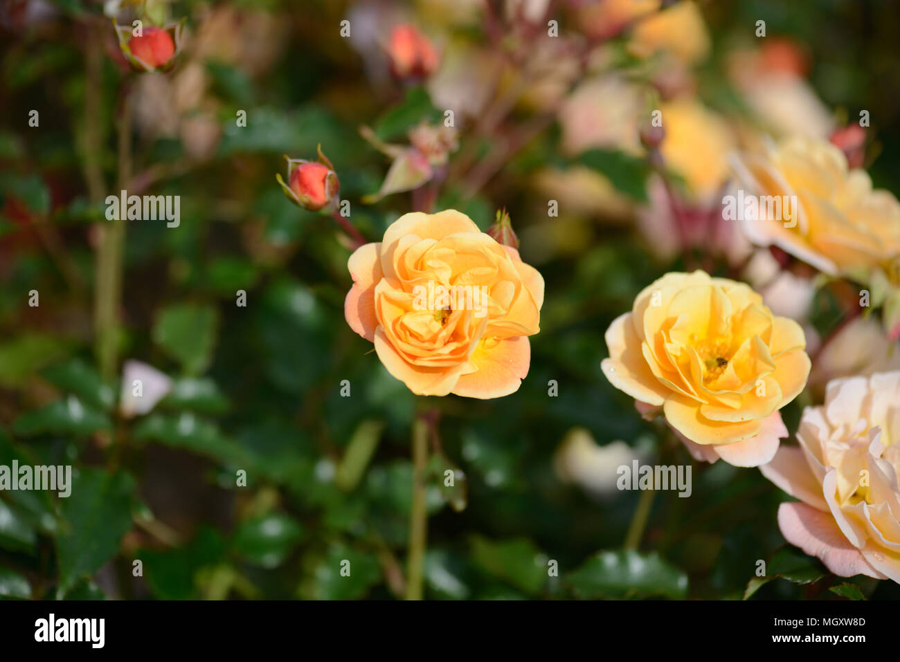 Rose tappeto di fiori di colore ambra Foto Stock