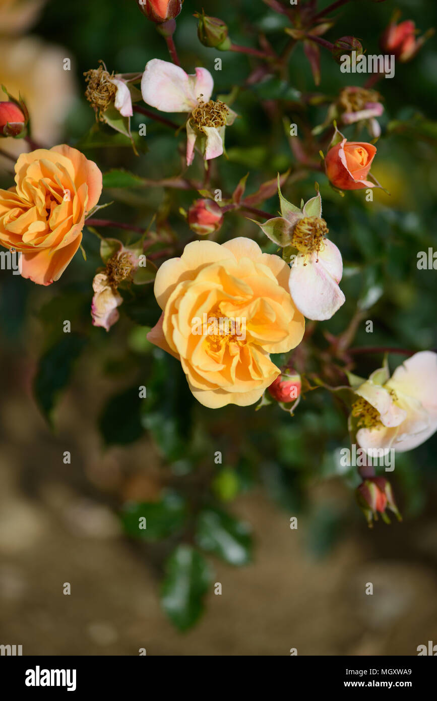 Rose tappeto di fiori di colore ambra Foto Stock