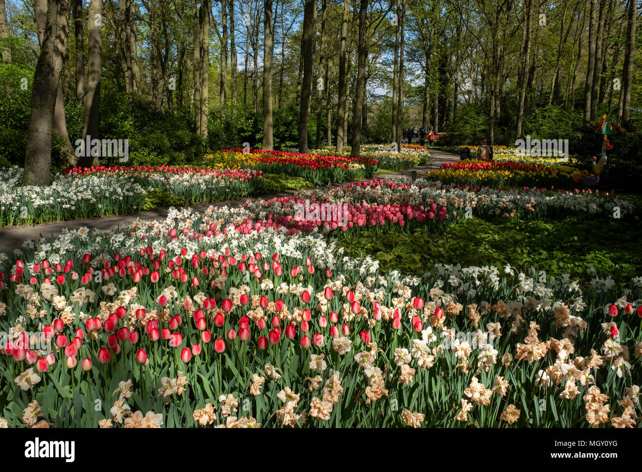Spettacolo floreale nel più grande giardino del mondo, il parco Keukenhof. Foto Stock