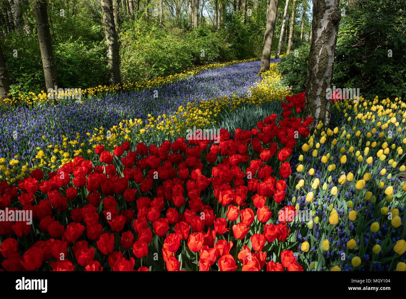Spettacolo floreale nel più grande giardino del mondo, il parco Keukenhof. Foto Stock