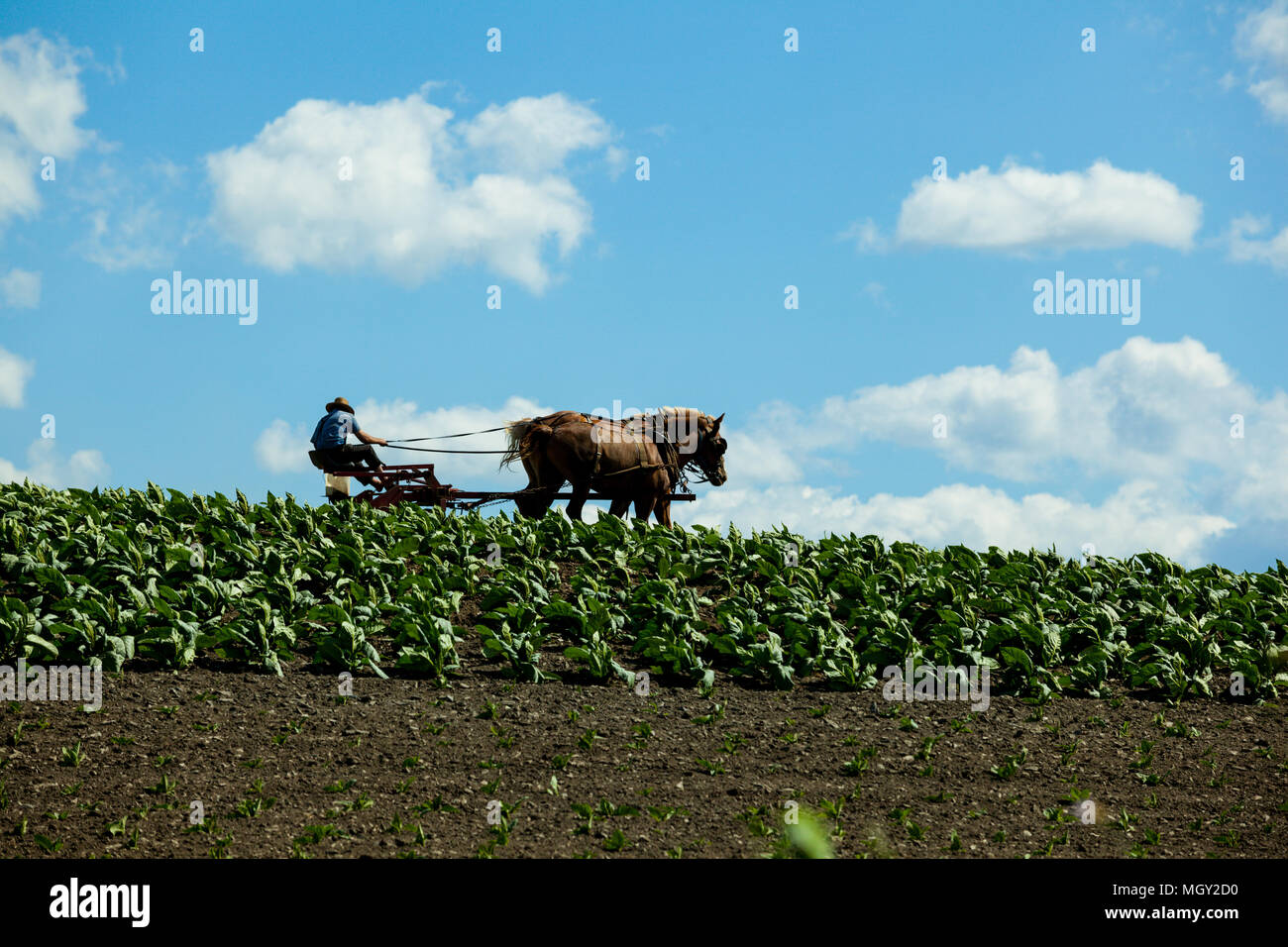 Strasburgo, PA, Stati Uniti d'America - 26 Giugno 2012: un agricoltore Amish utilizza i suoi cavalli a lavorare nel suo campo di tabacco in Lancaster County, PA. Foto Stock