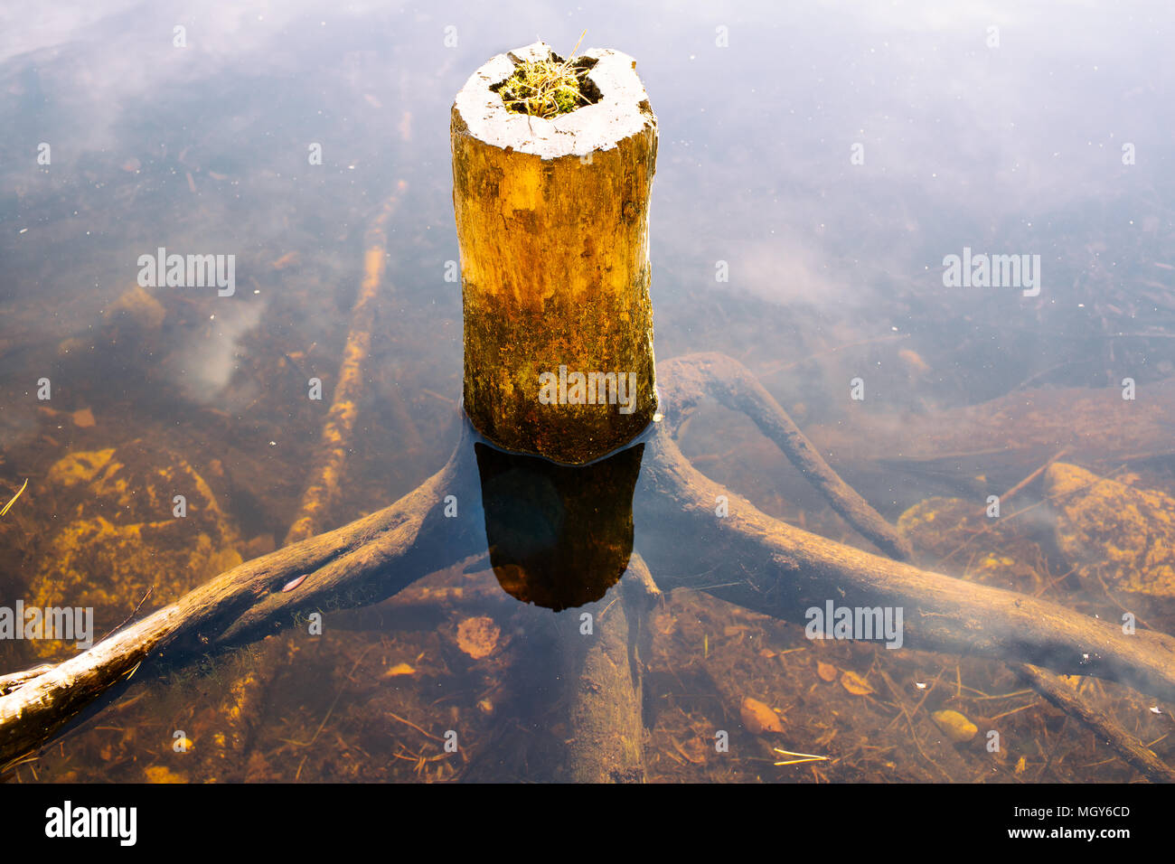 Albero morto radici sotto l'acqua,Nuuksio National Park,Espoo, Finlandia, Europa Foto Stock