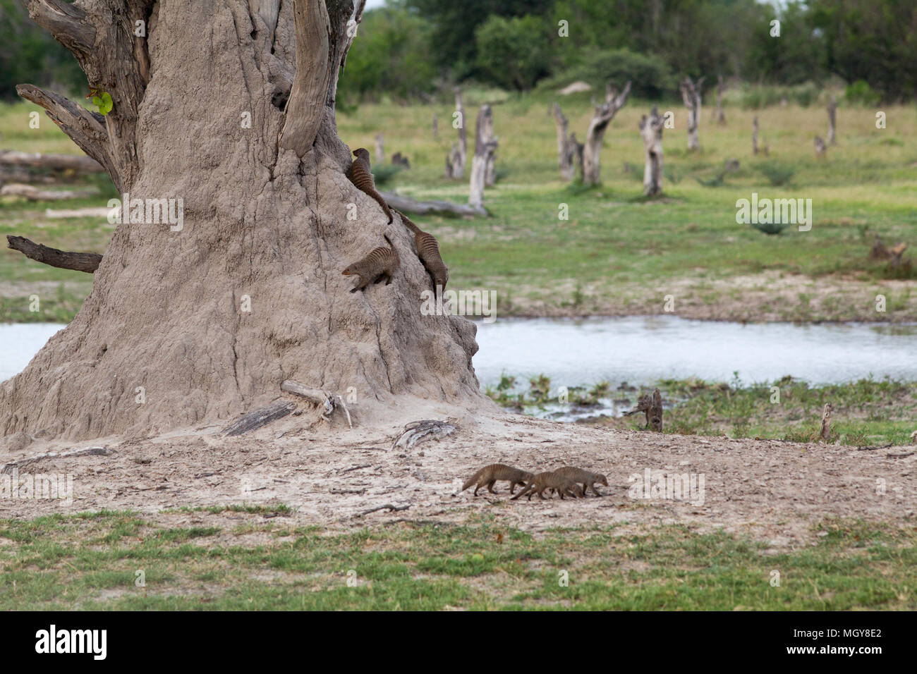 Nastrare Mongooses (Mungus mungo). I membri di una banda di vita e di foraggio da circa un termite nido costruito attorno a un tronco di albero. Okavavango. Il Botswana. Afri Foto Stock