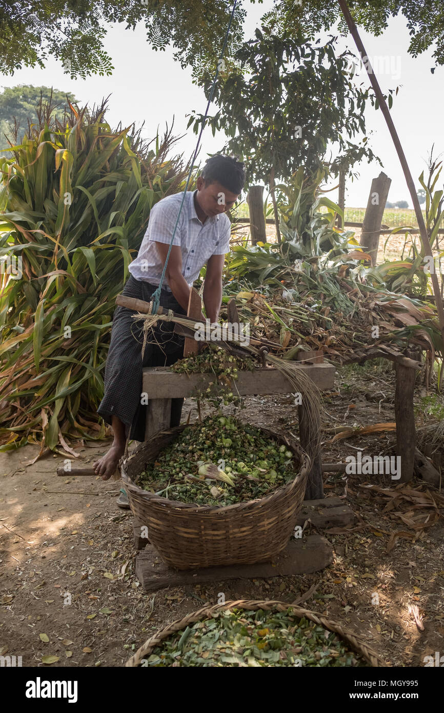 Abitante la preparazione di mangimi per animali Myanmar Foto Stock