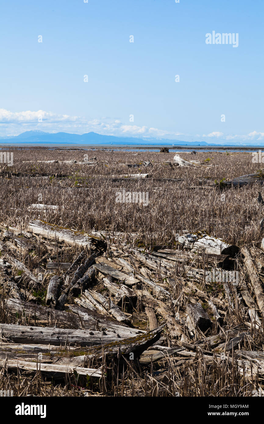 Vista del George C Reifel uccello migratore Santuario nel Delta, British Columbia, Canada Foto Stock