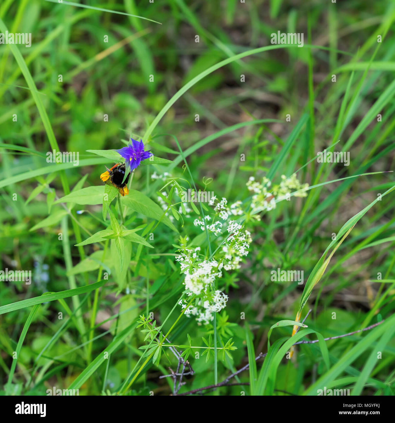 Verde Naturale sfondo di erba con bumblebee raccogliendo il nettare dai fiori d'estate. Concetto di ecologia, green planet, Salute, verde farmacia Foto Stock