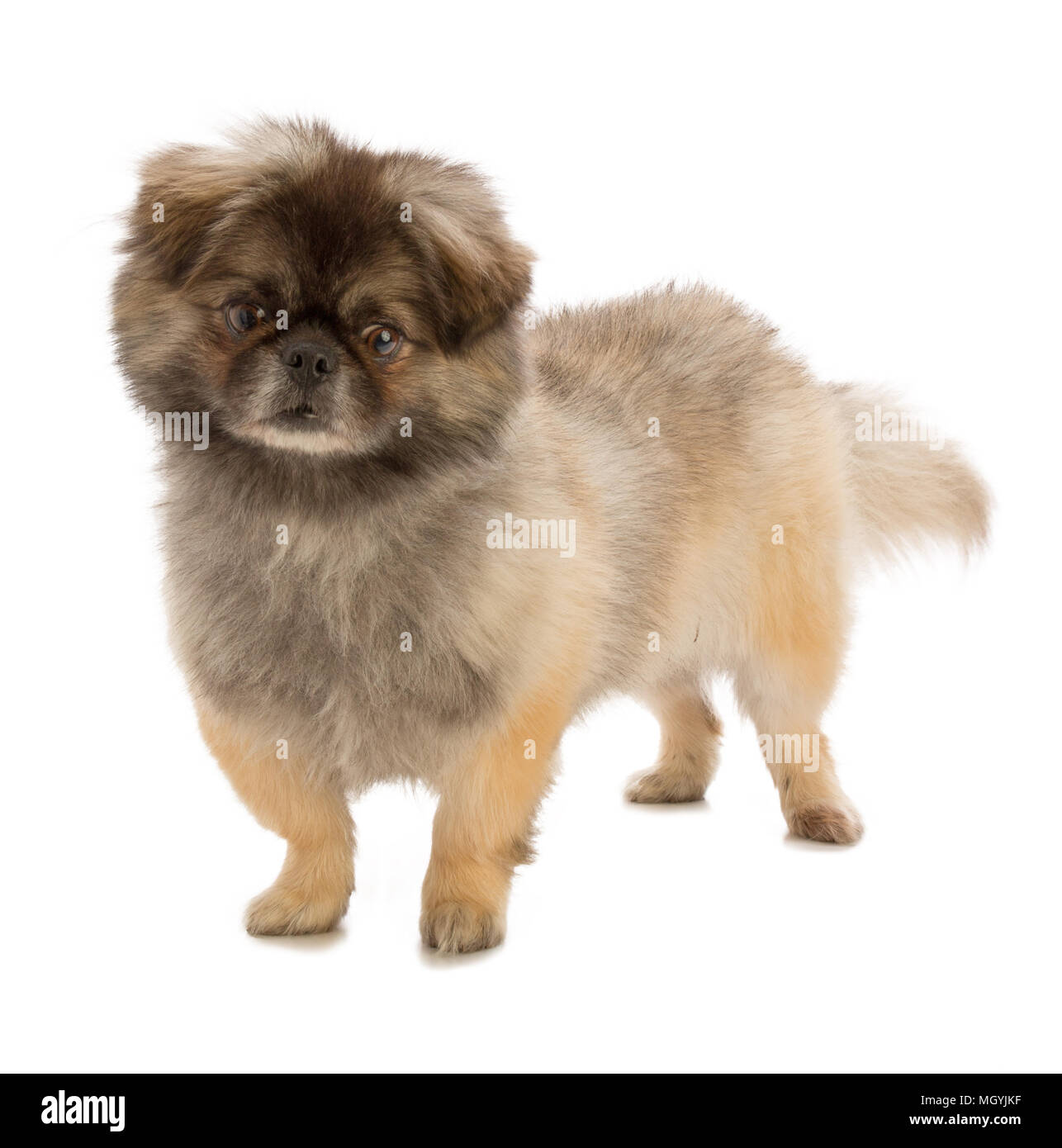 Carino pekingese cane su sfondo bianco Foto Stock