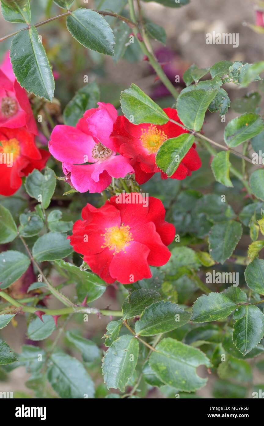 Rose tappeto di fiori di velluto rosso Foto Stock