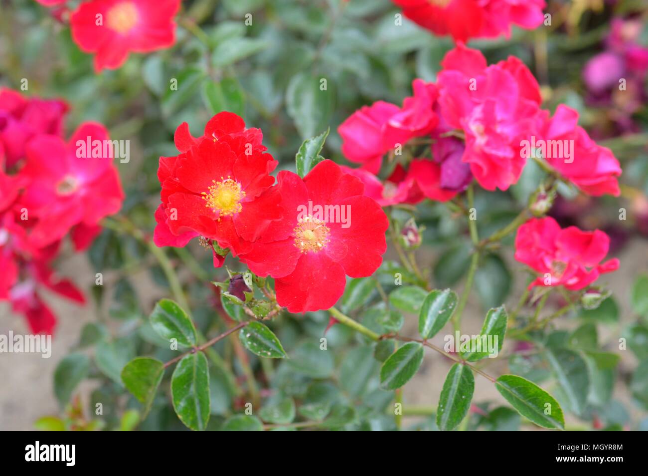 Rose tappeto di fiori di velluto rosso Foto Stock