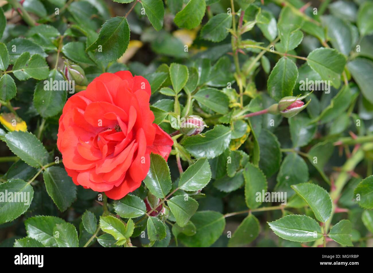 Rose fiore scarlatto moquette Foto Stock