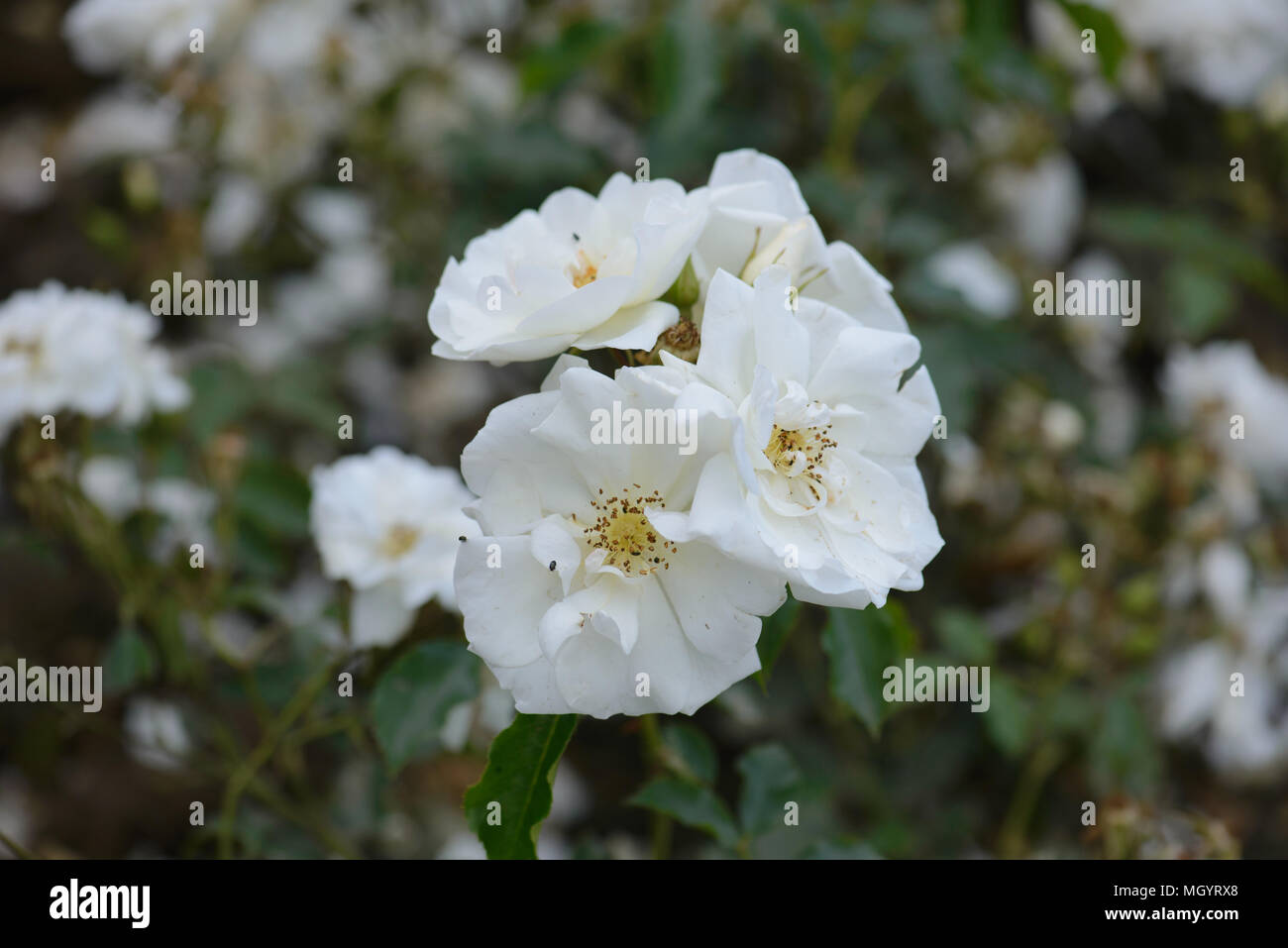Rose fiore bianco tappeto Foto Stock