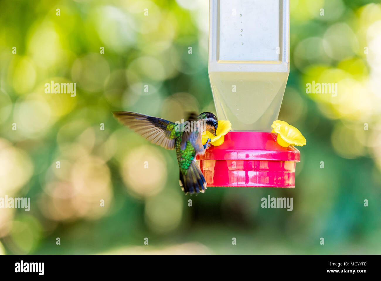 Bella Hummingbird con fantastici colori Foto Stock